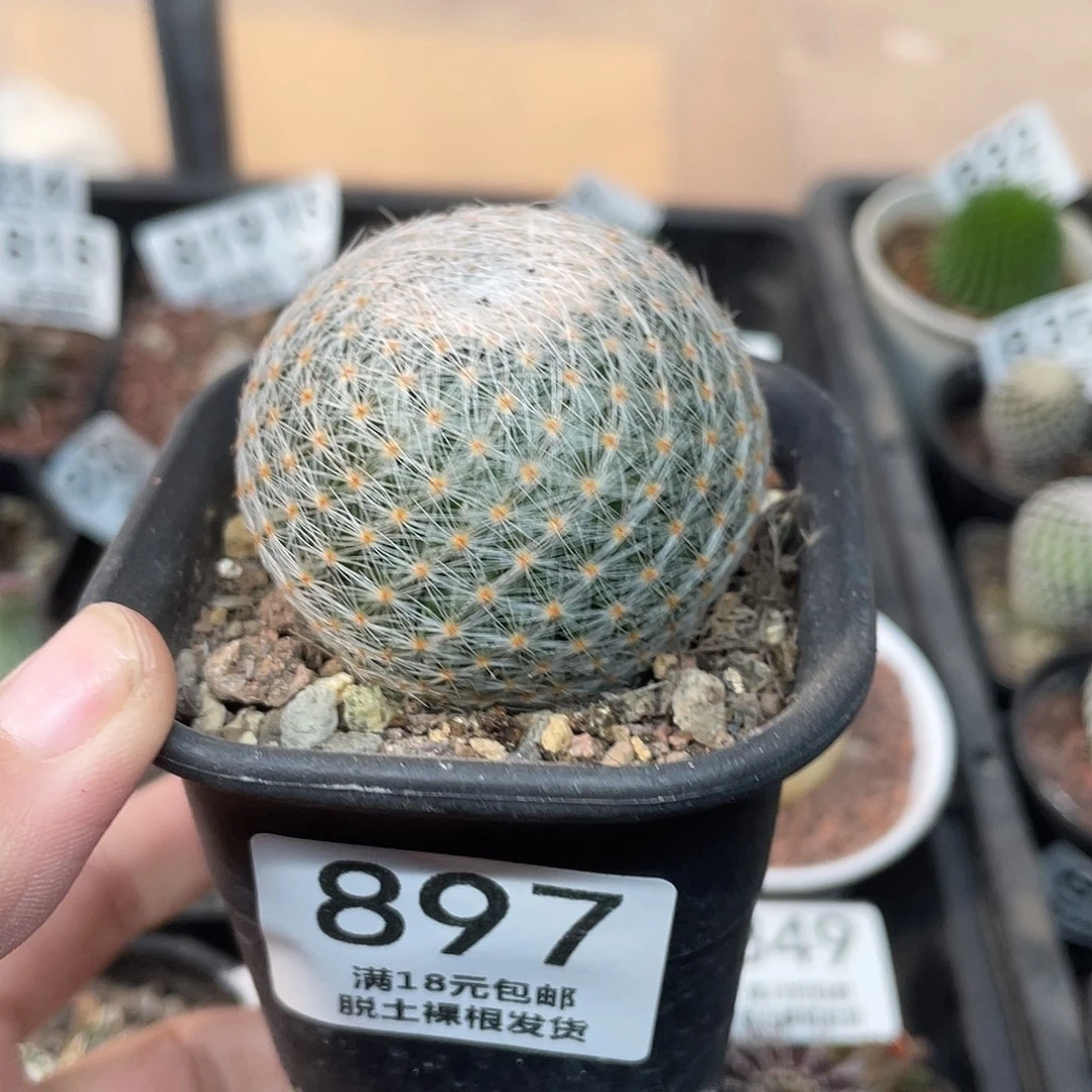 897大白绢（满18元包邮）