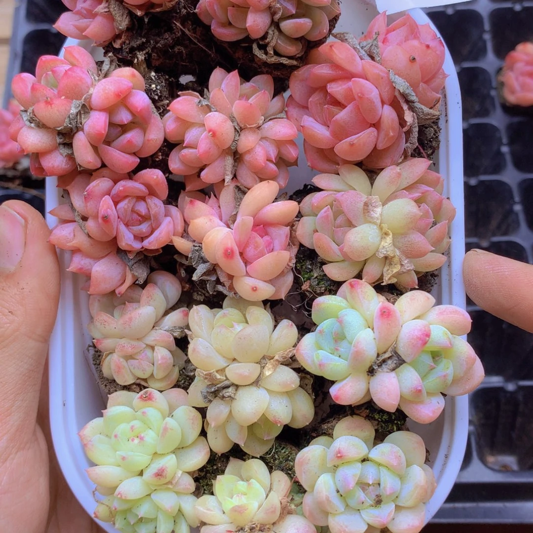我要去看你了哦你072