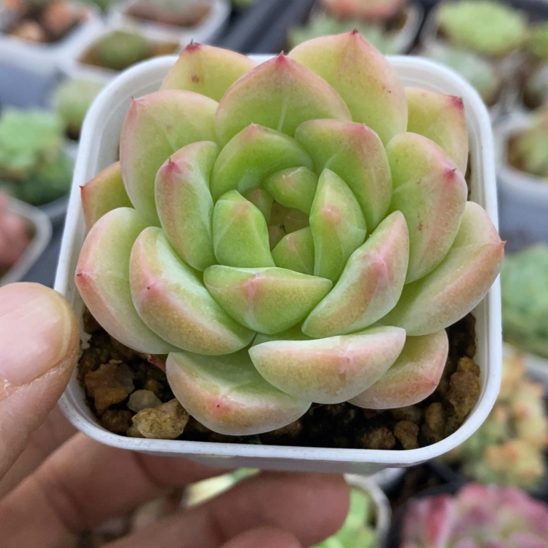 精品多肉一物一一拍不包整27