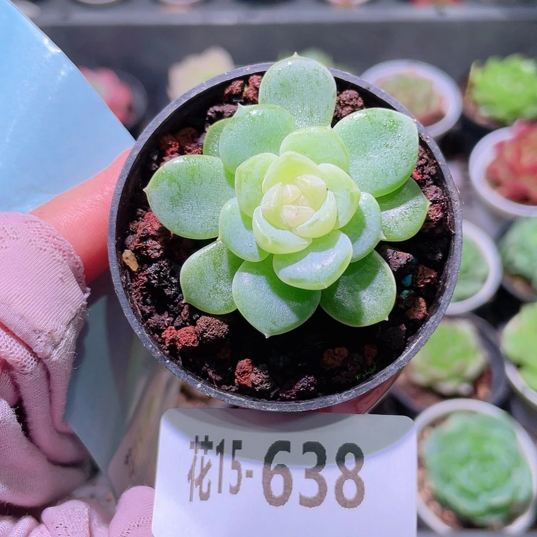 花利美15-638冰蕊