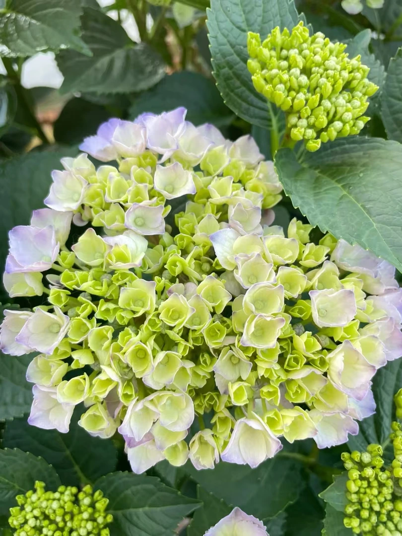 魔幻踏板蓝绣球两点五加仑多年生花期长耐高温基地直发