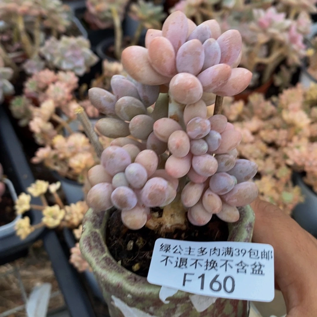 160汤圆树多肉6c m