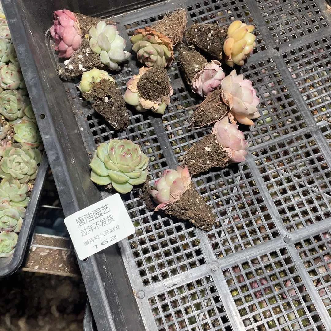 Y**H珍妮混一物一拍162