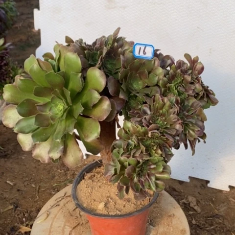 玫瑰缀化一物一拍