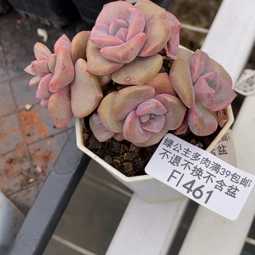 彩虹糖461/6cm多肉
