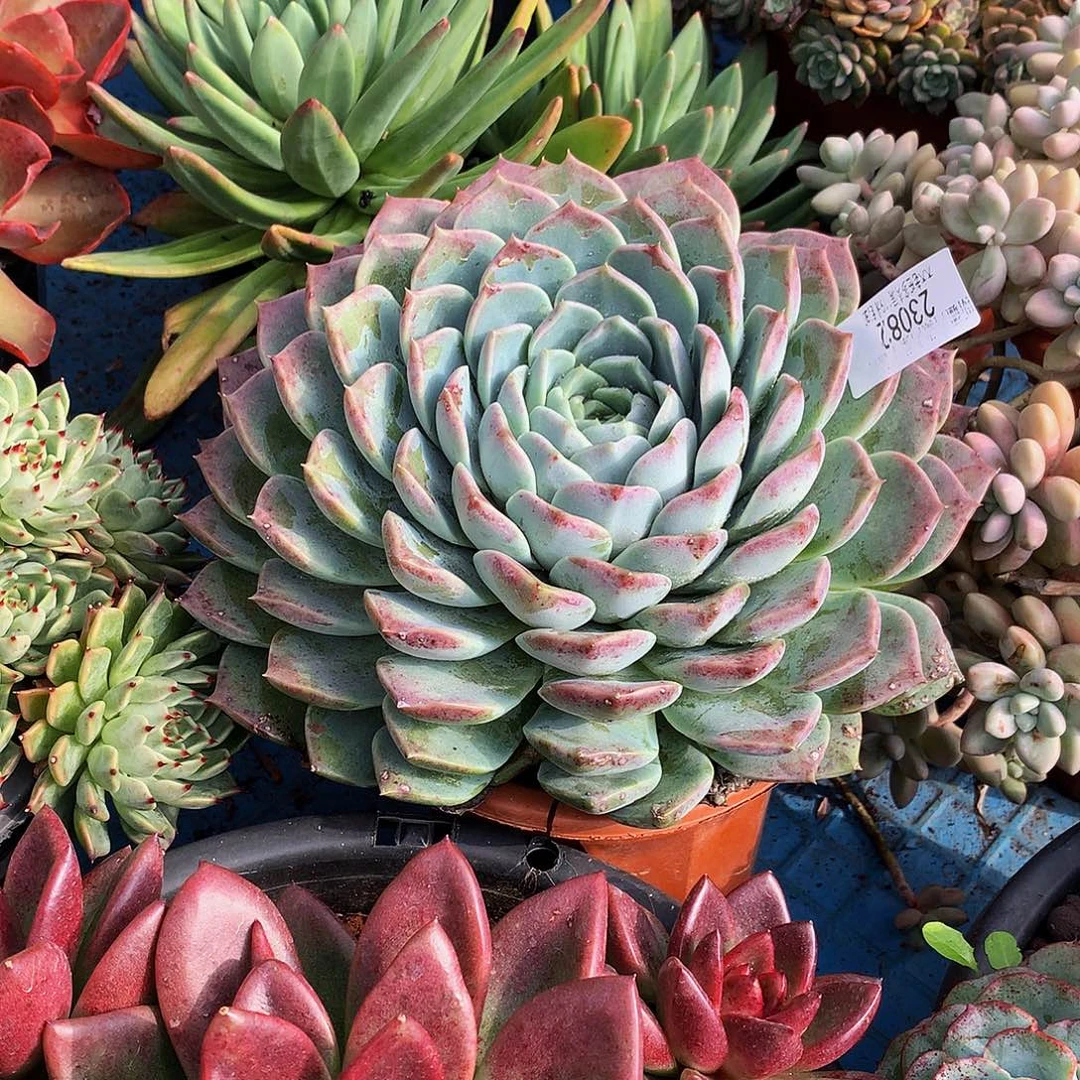 桃***子   不知名多肉23082