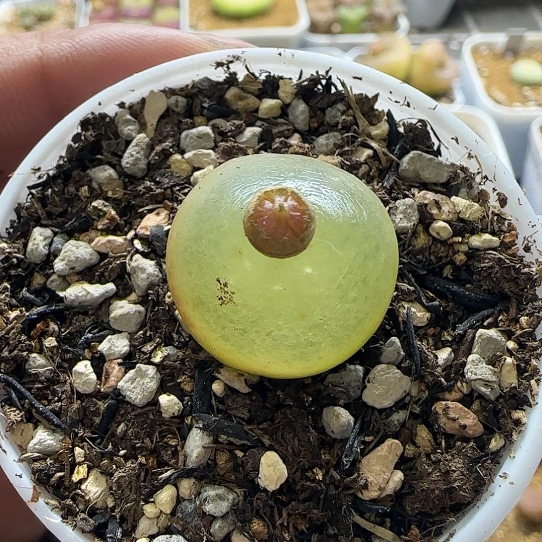 337灯泡2厘米带盆土