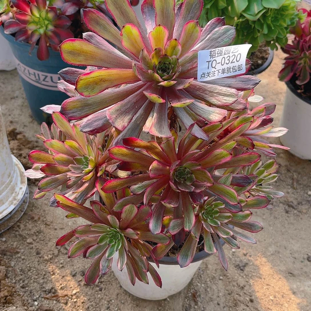 紫霞d r z w 320