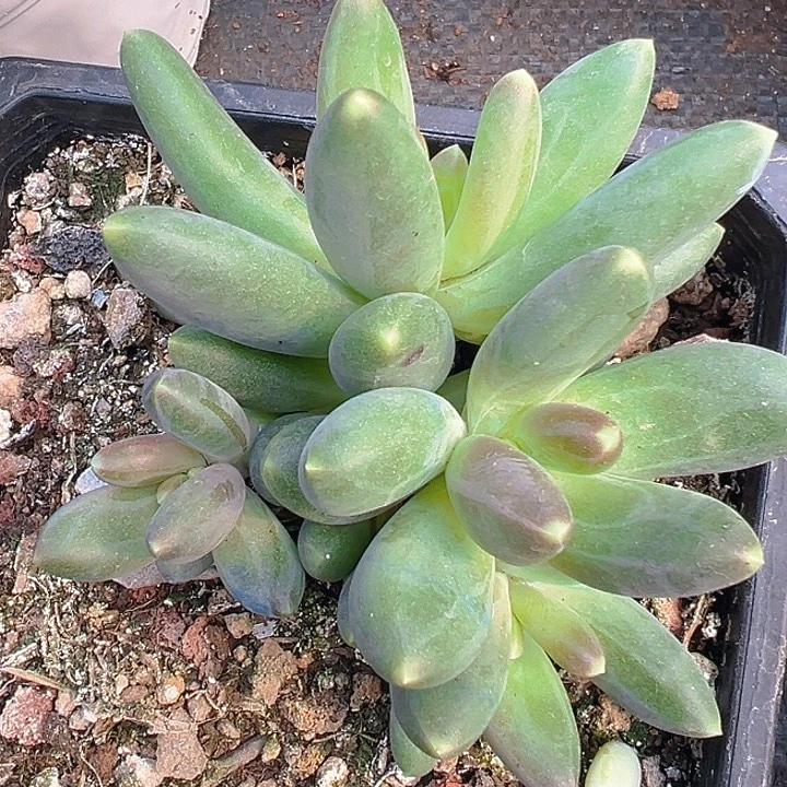 美人多头美人一物一拍