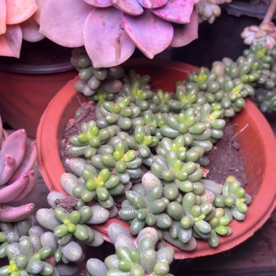 ༄****多肉植物的植物