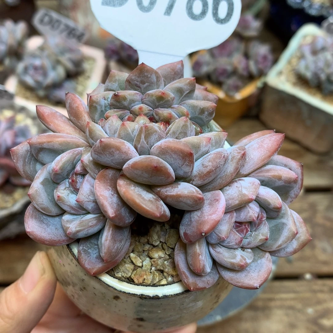 *****D0786 影 专拍星影缀