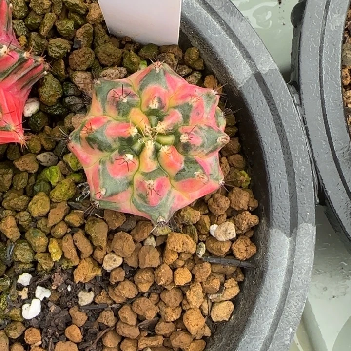 宇***瓜214泰国发货火箭多肉