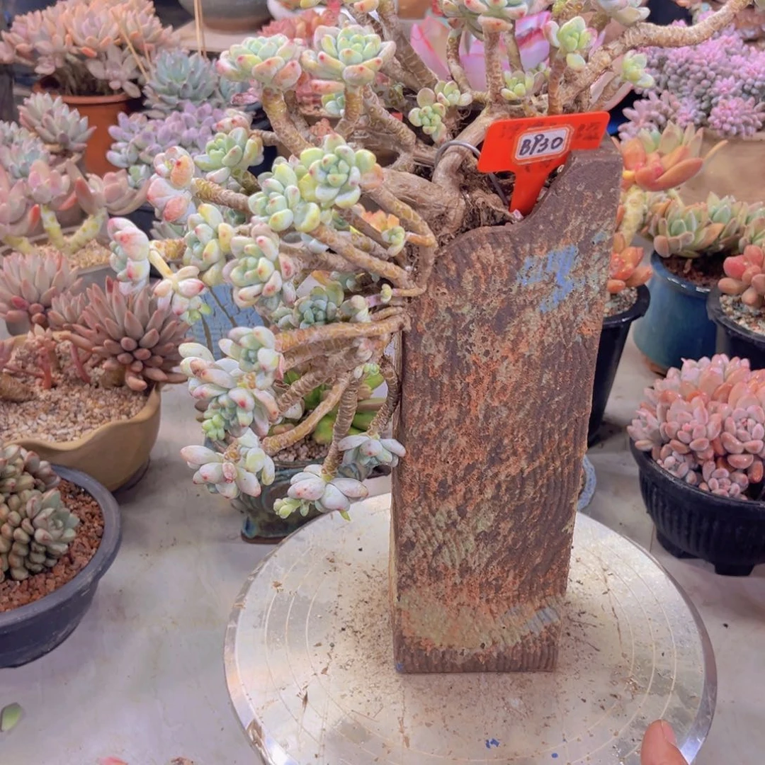 劳尔930多肉植物