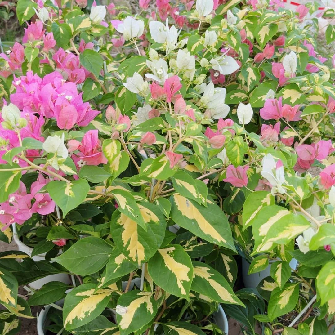 完全开放三角梅橙白