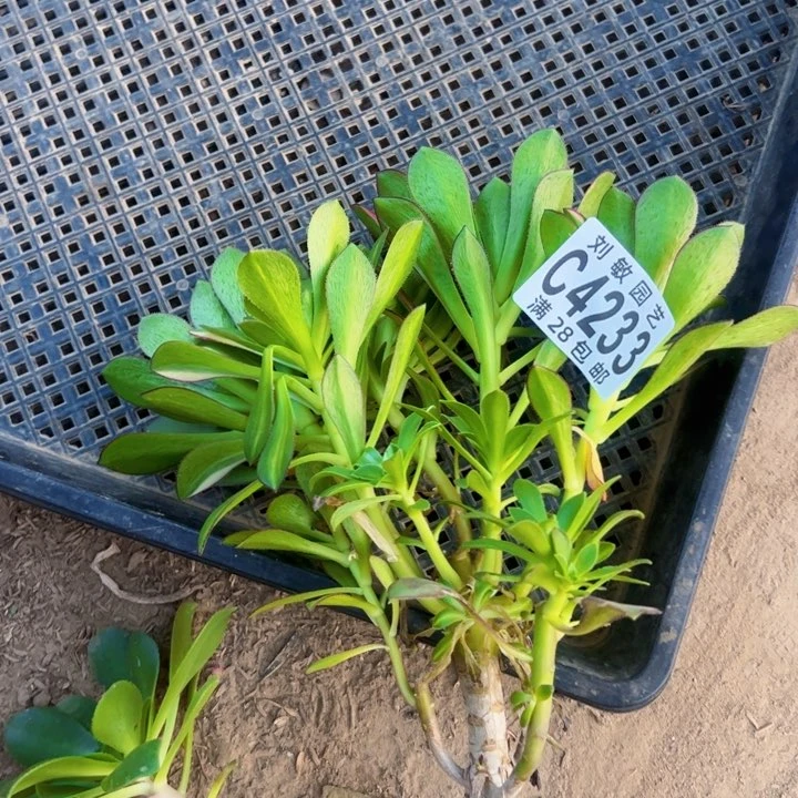 向****着无根多肉植物法师爱马仕中班4233