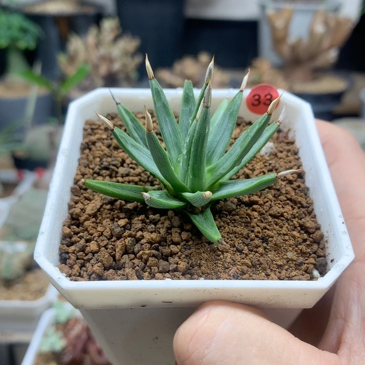 33号棉花糖龙舌兰脱土