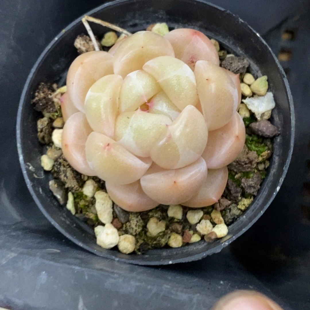 精品多肉一物一拍不包整182