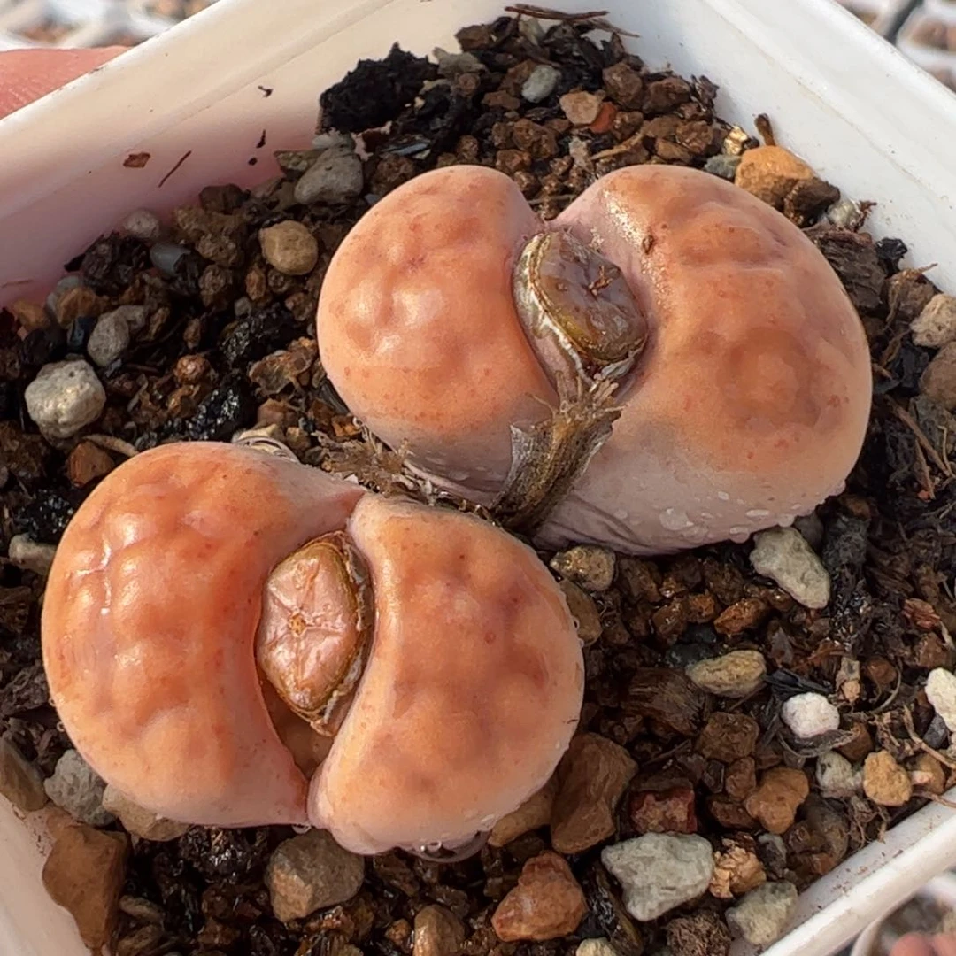 521多肉植物组合