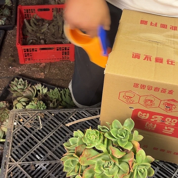 翠花锦      9.9