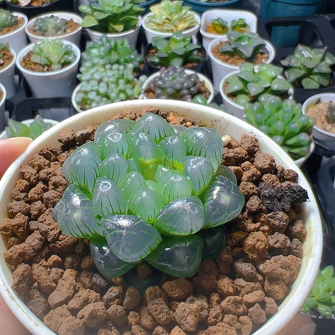 万象盆翠冰玉露多肉