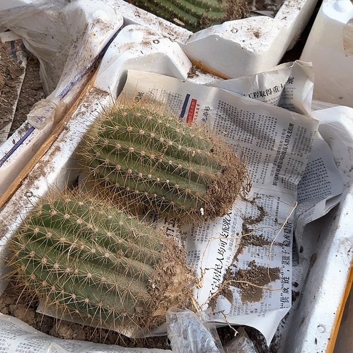 大***q云儿58的南面那个