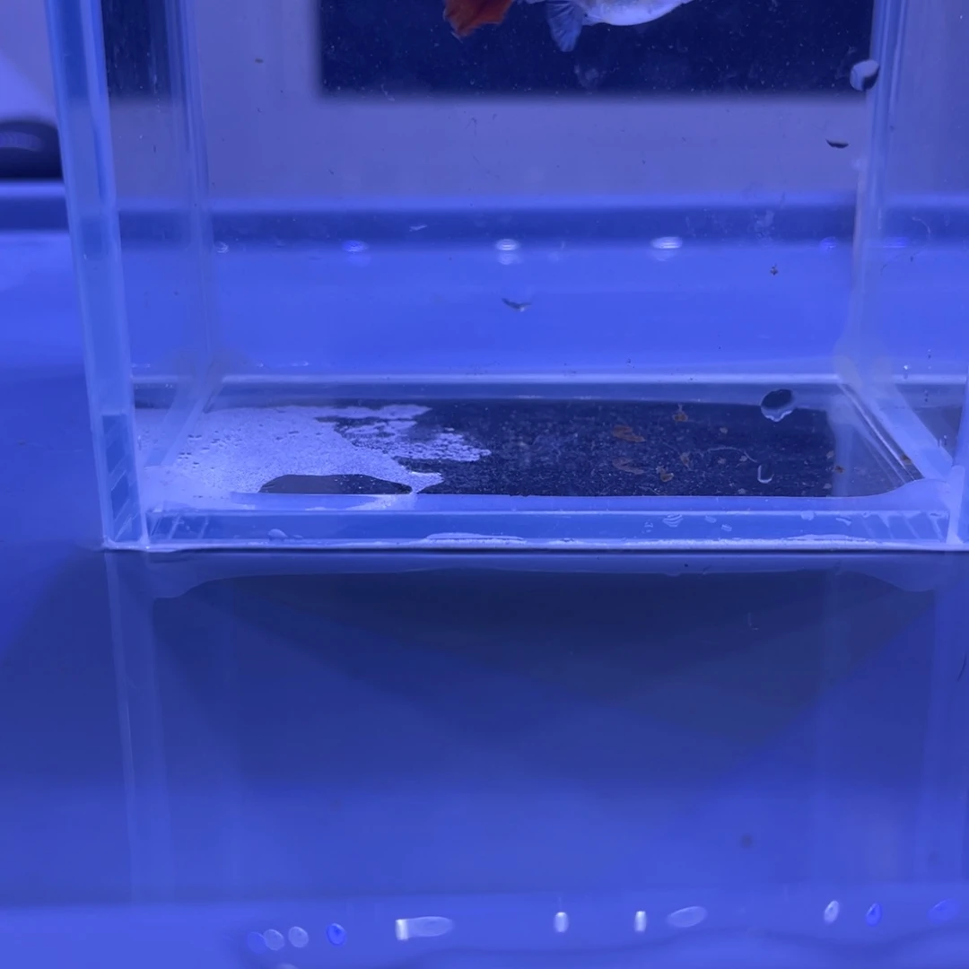 孔雀鱼菊花帆一对开箱视频报损