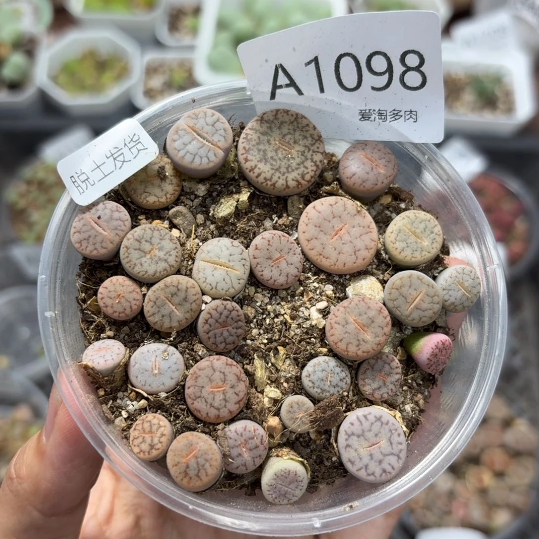 1098 生石花和肉锥