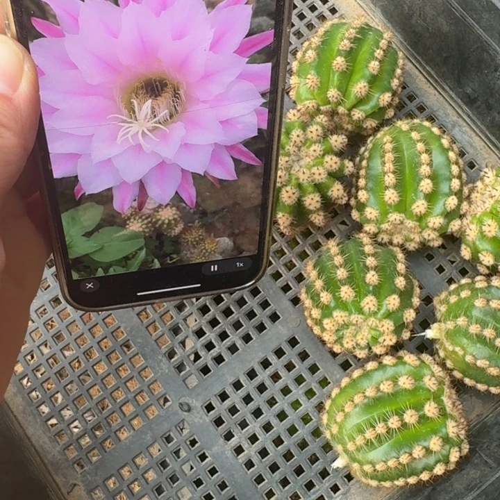 226毛花柱诺尔斯歪无根侧牙5公分左右