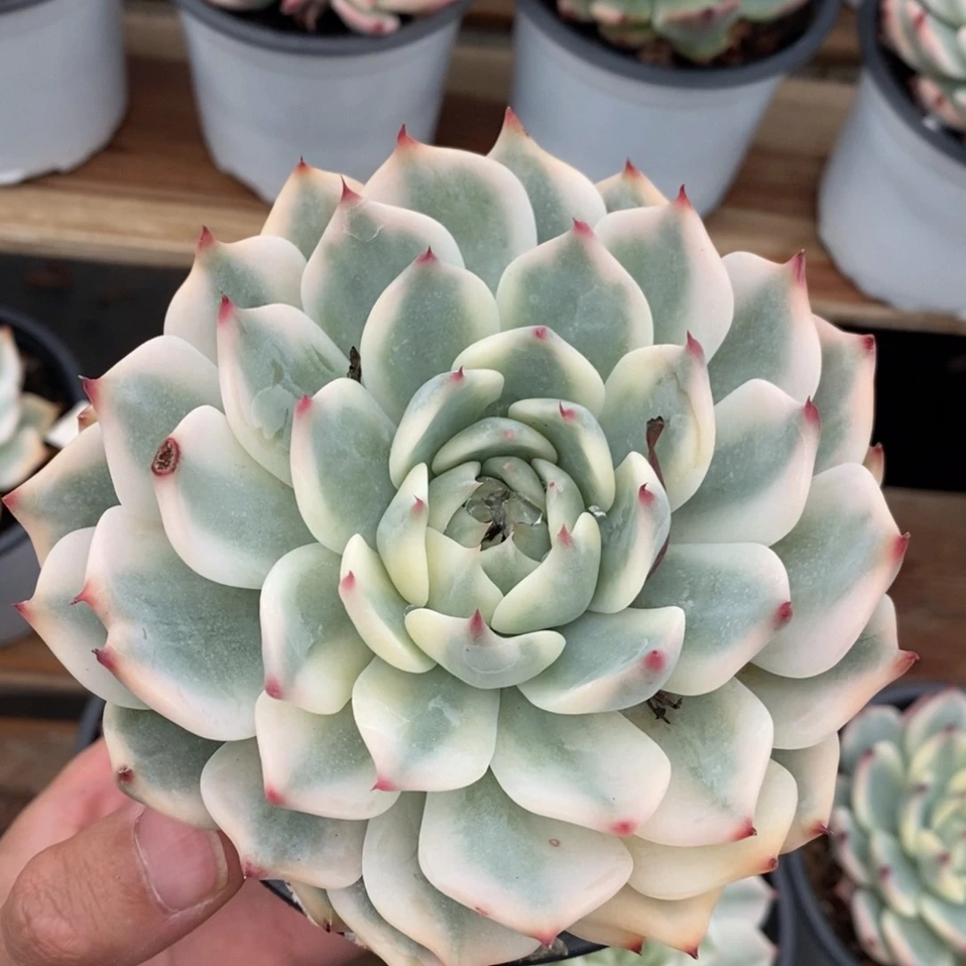 吉娃娃锦多肉植物0357