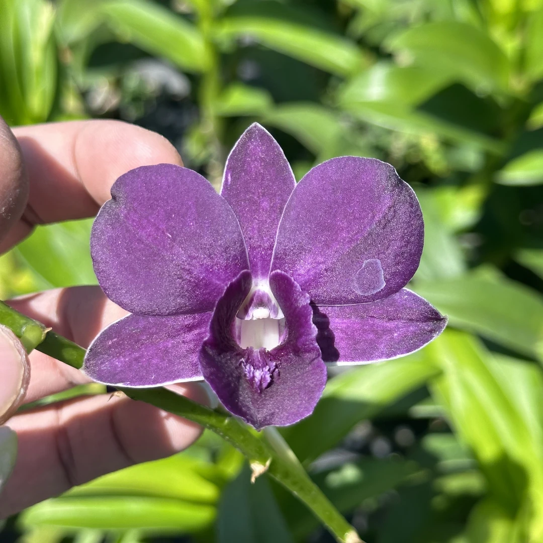 蓝天使泰国秋石斛石斛兰兰花洋兰开花机器爆花