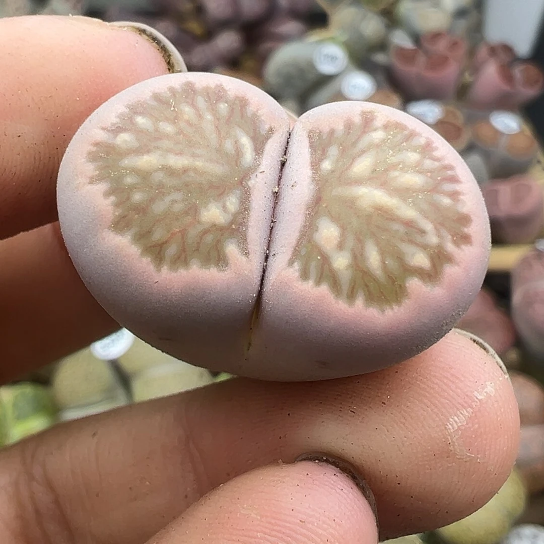 3113整点福利小粉菊炸