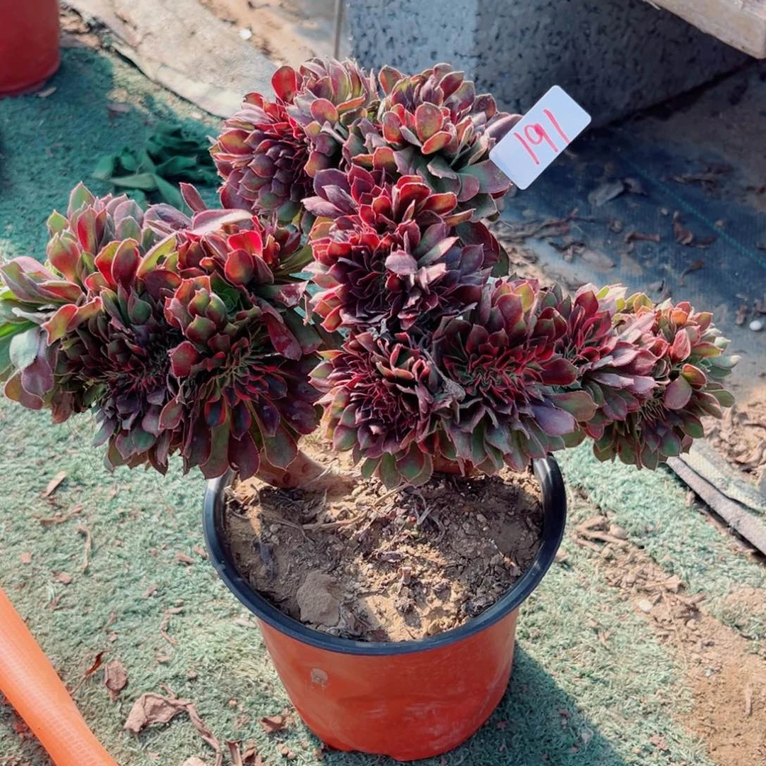 随***欲191红袖缀化多肉植物