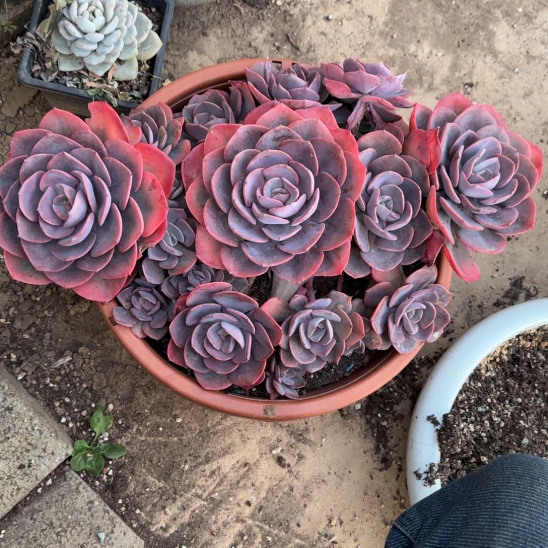 多肉植物多肉植物