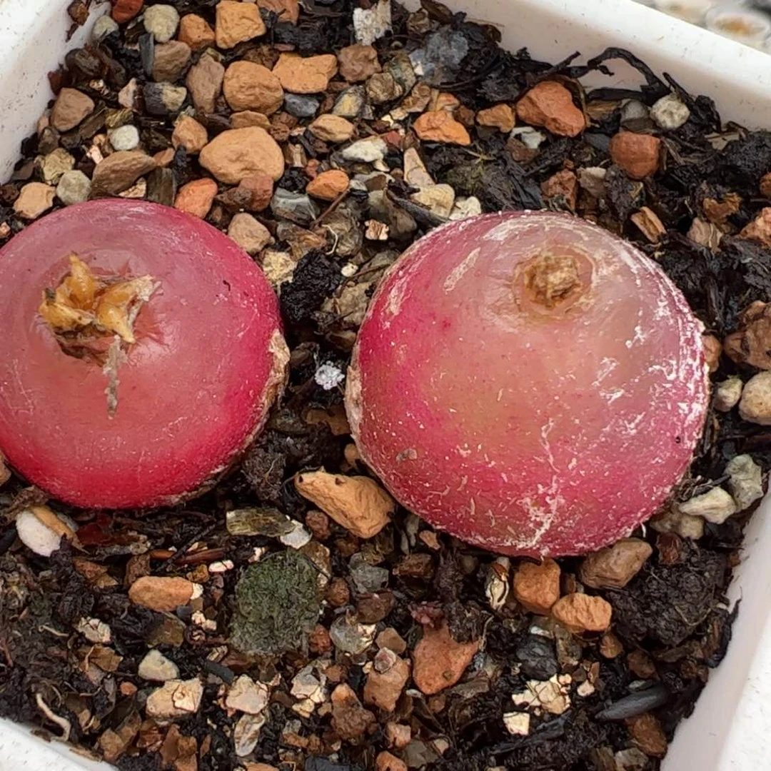 一对灯泡母本多肉植物百科