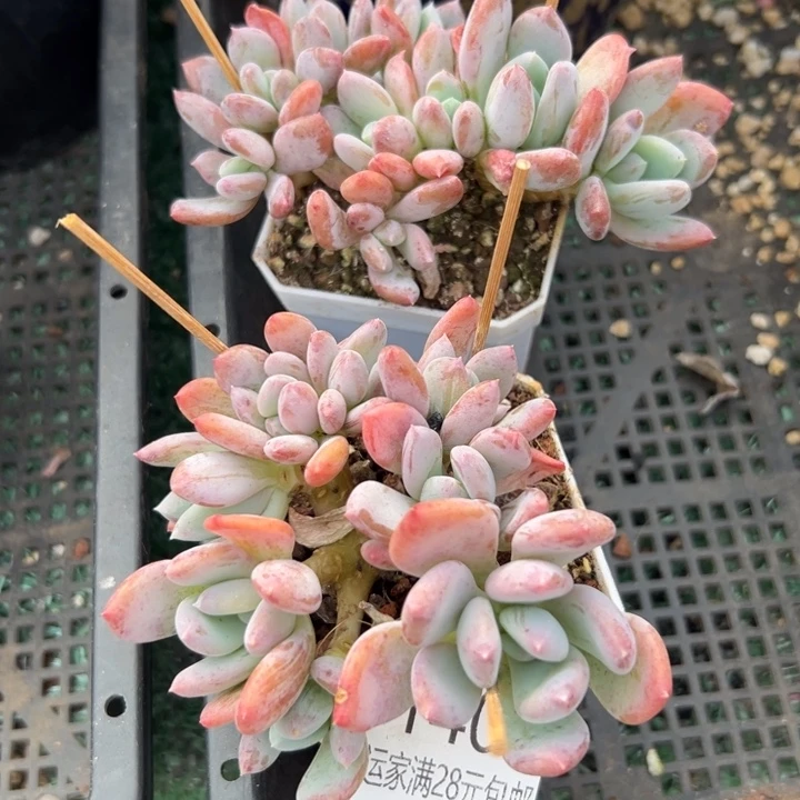 幸运儿是个很有才华又有