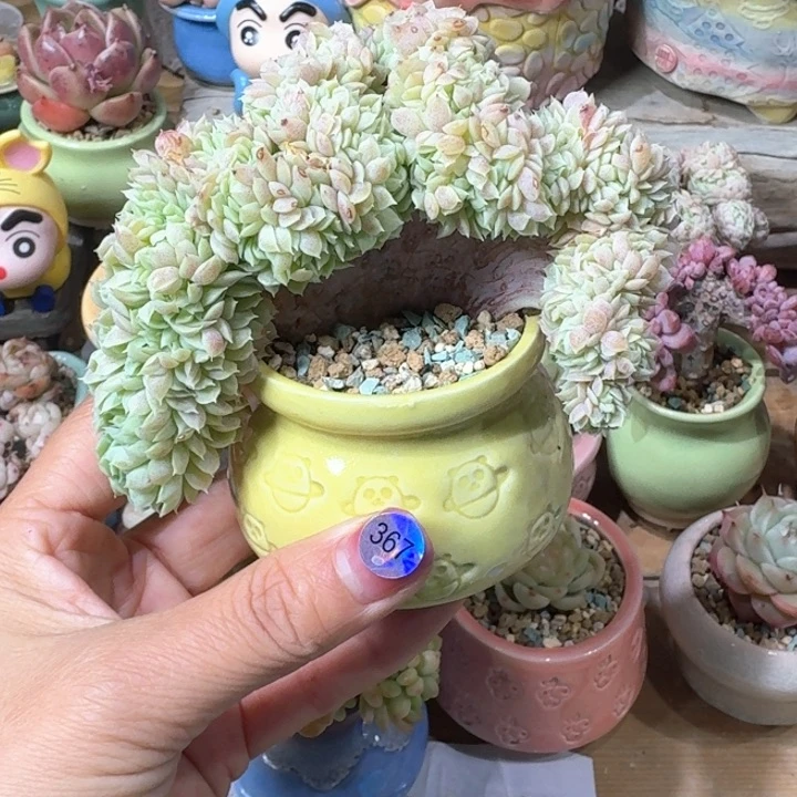 367 多肉含盆土 30元包吃 ➗偏远地区
