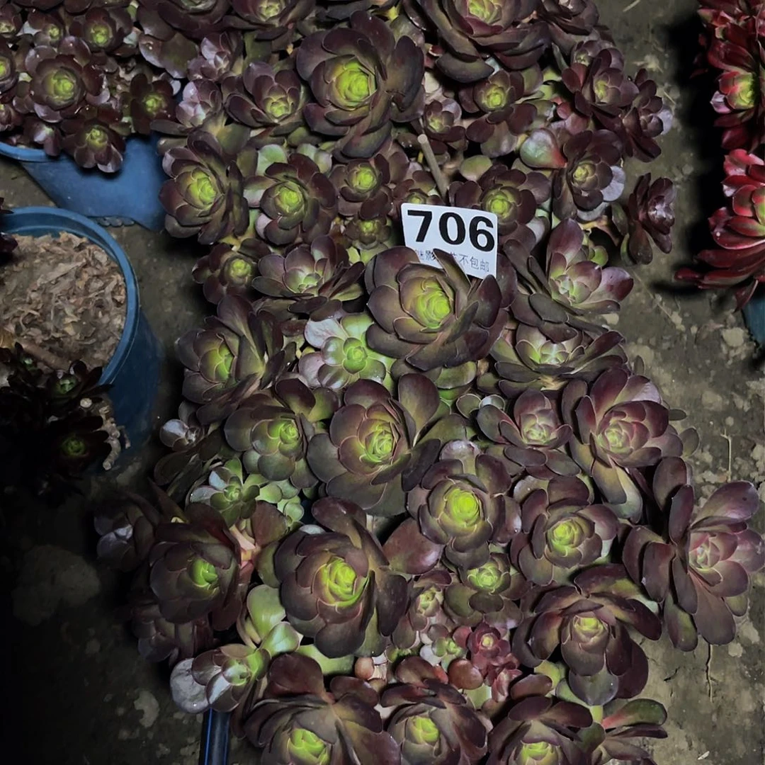 两盆法师14–49。包邮法师