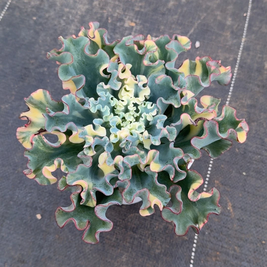 水瓶座锦锦上园艺一物一拍