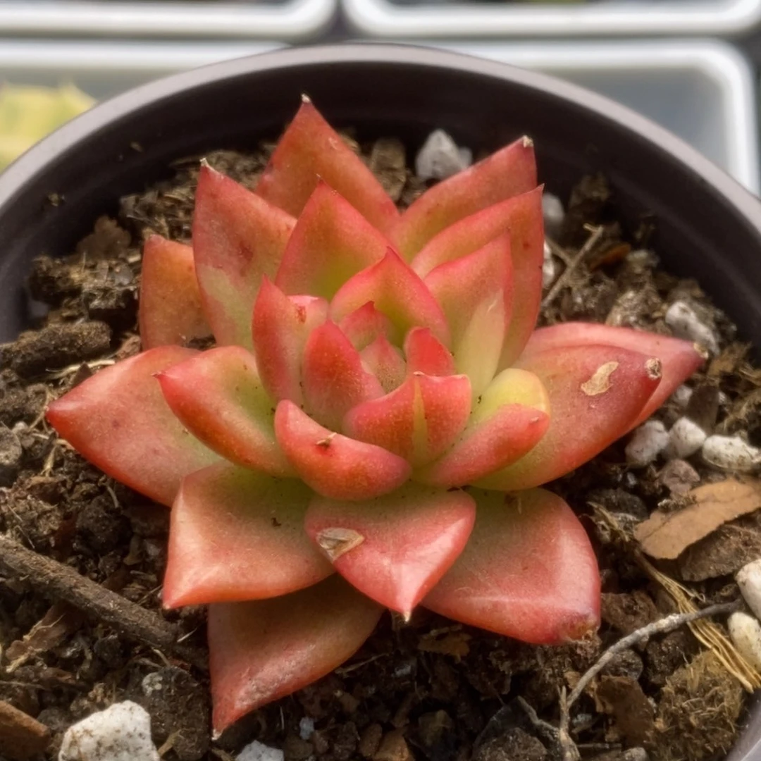 507弗兰克锦锦锦锦锦锦