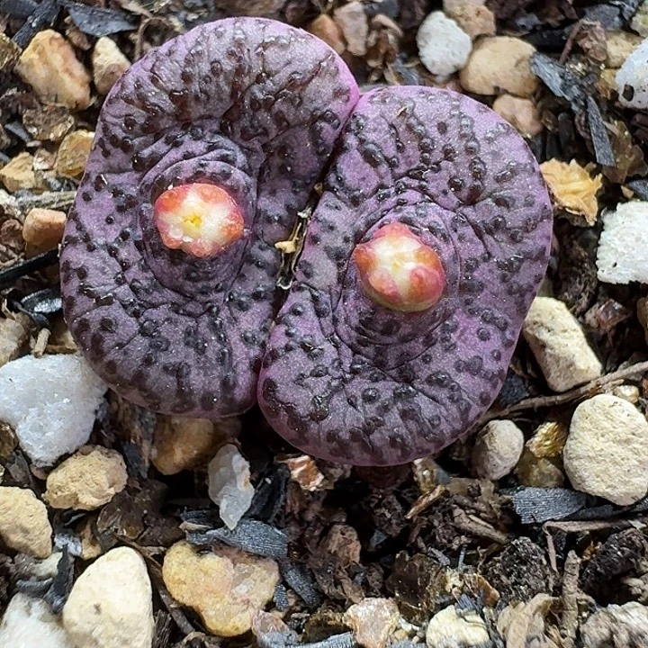 老马生石花霓虹安贞2767