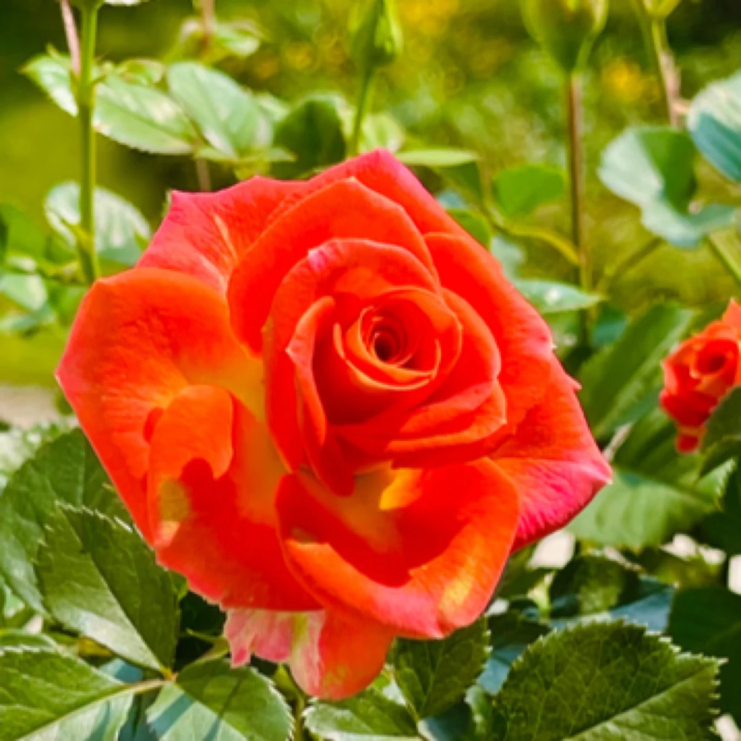 【二乔】180盆 多颗扦插 多季节开花 阳台庭院楼顶盆栽花卉