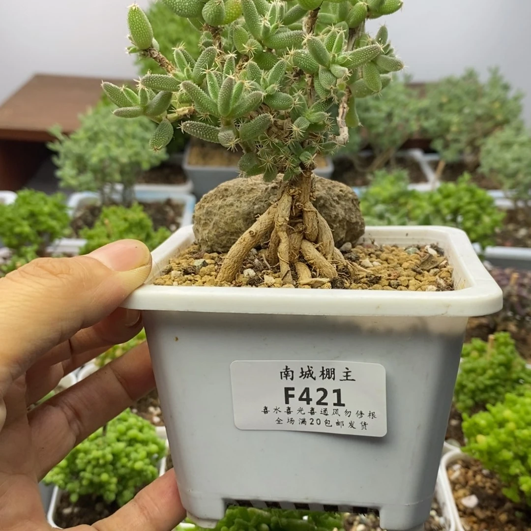 421老桩玉米枝干番杏