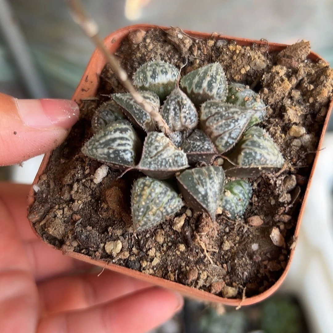 多肉植物多肉植物