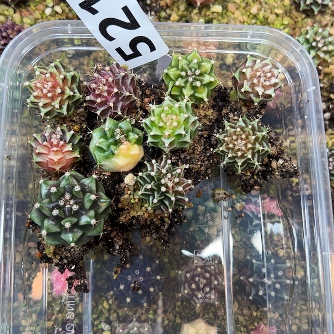 当前无花朵，栽培后可花朵521