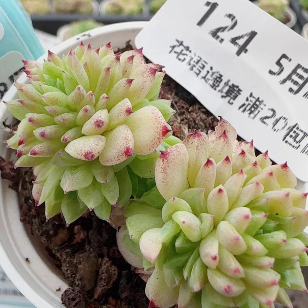 花语逸镜0528-124