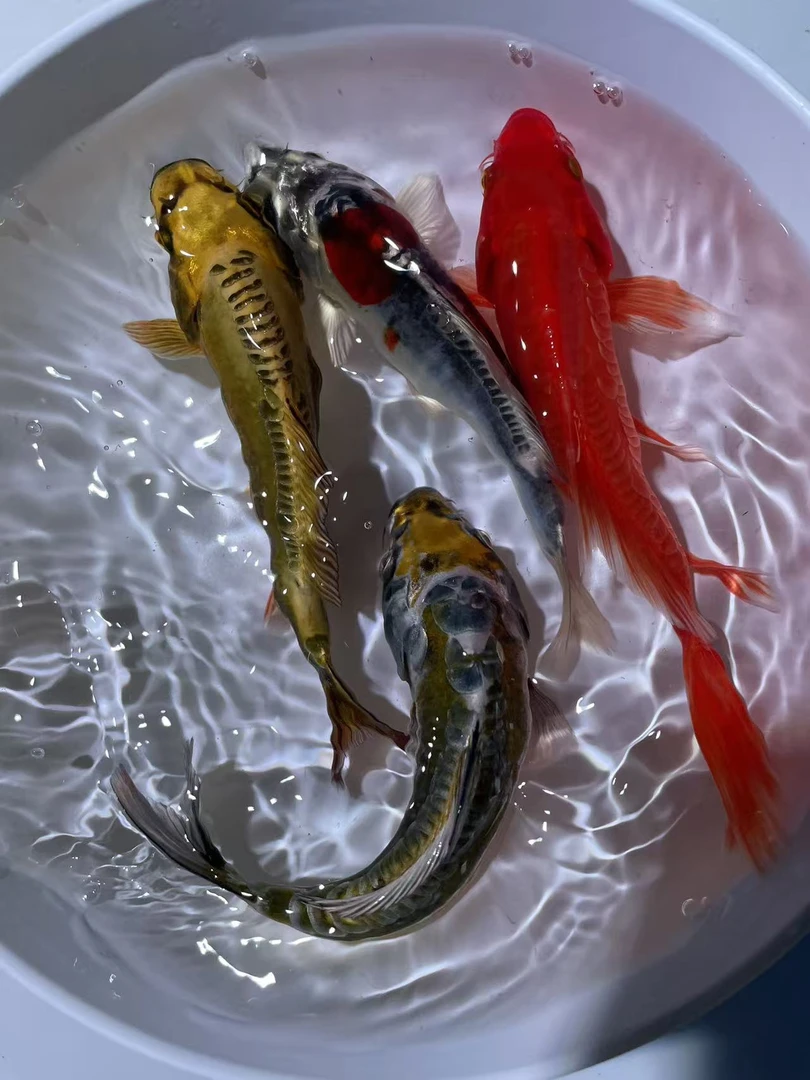 锦鲤蝴蝶鲤德系无鳞鱼金鱼多种观赏鱼冷水鱼