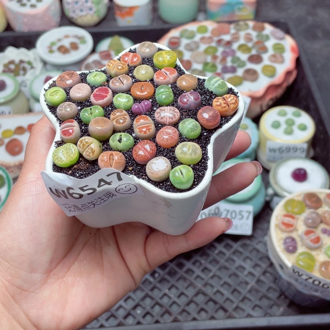 w6547星星亮面小彩多 一份一盆量拍