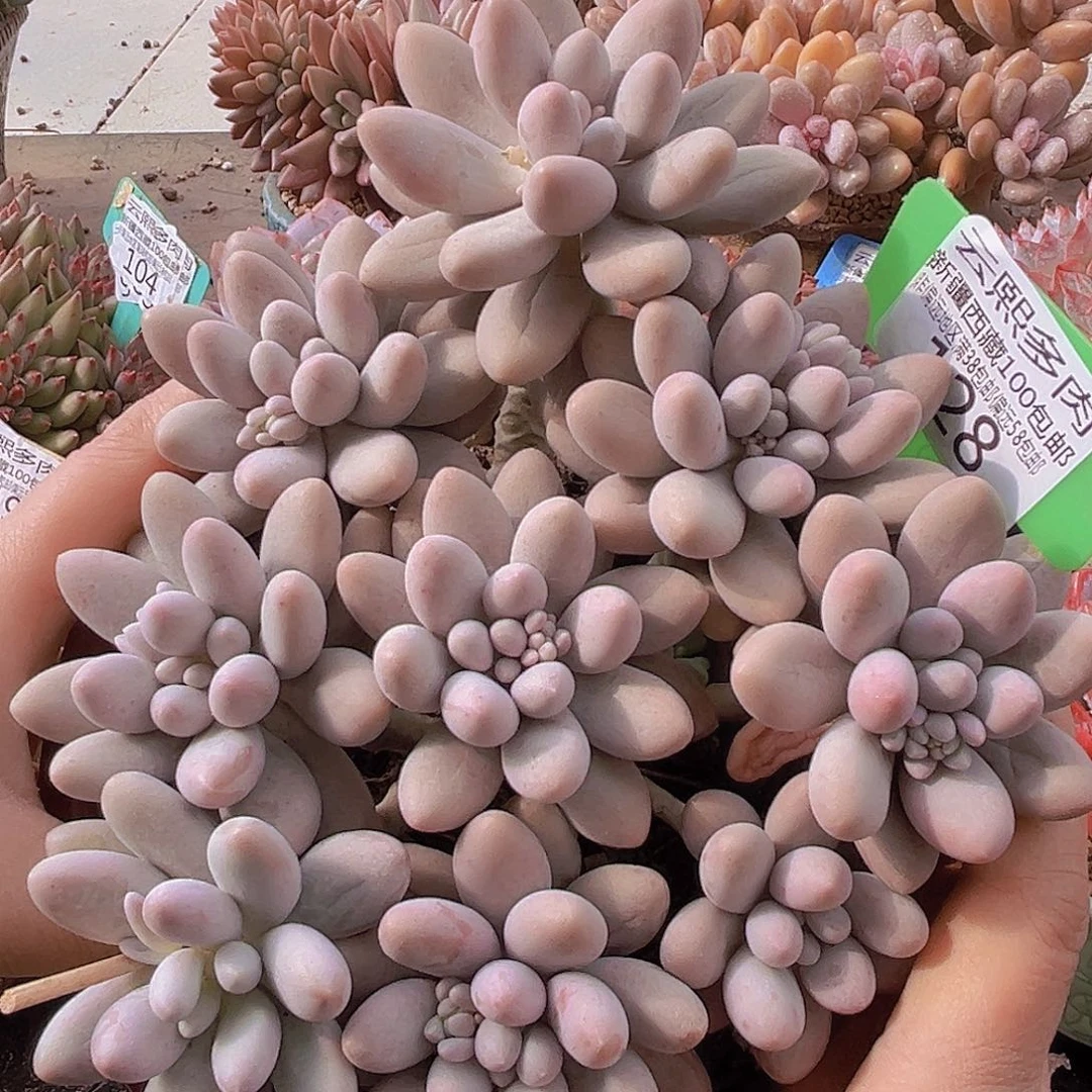 128粉色恋人多肉植物