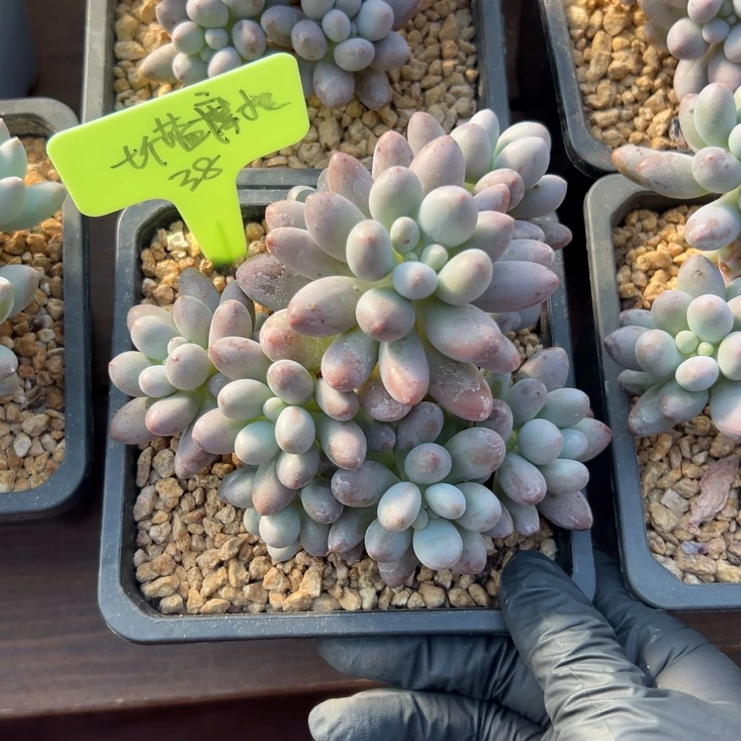 七***托桃花奶111111111111