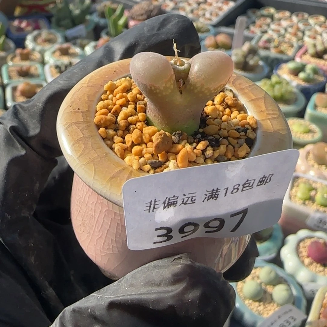 3997--一物一拍 带盆